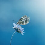 Kadampa centro de meditacion budista
