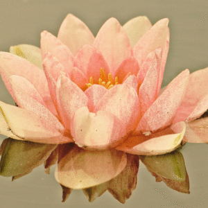 Iniciación Buda Shakyamuni (8)