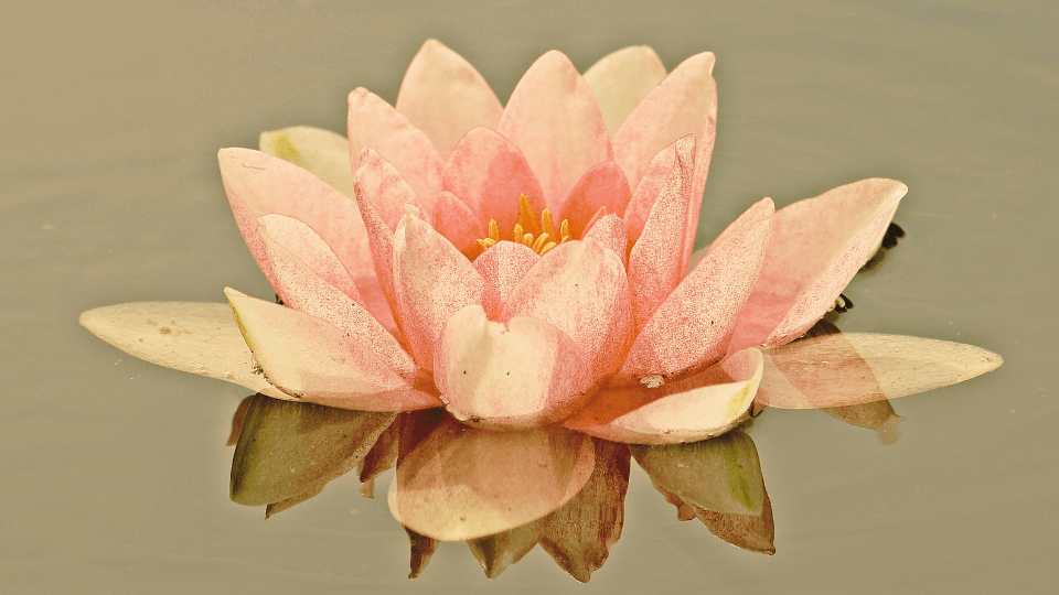 Iniciación Buda Shakyamuni (8)