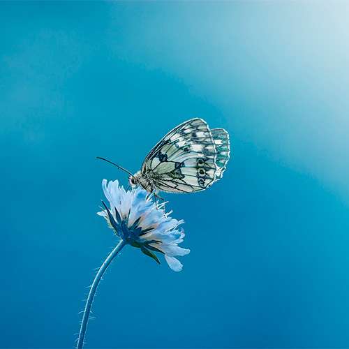 KADAMPA CENTRO BUDISTA 0333