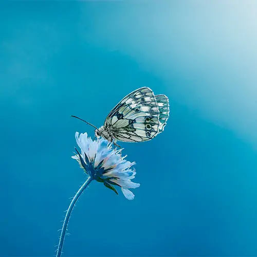 KADAMPA CENTRO BUDISTA 0333